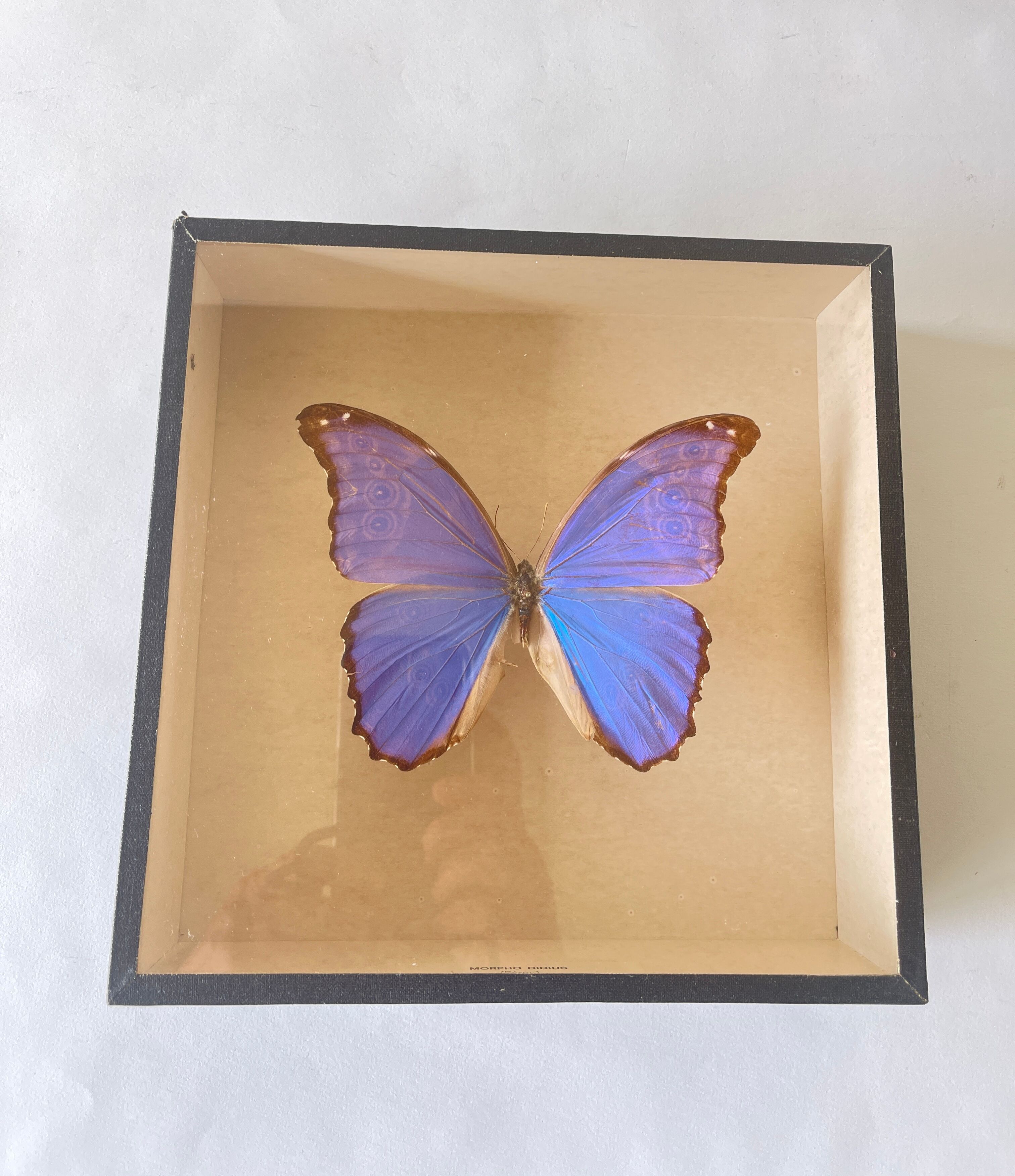 Papillon naturalisé boîte d’entomologie
