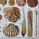 Illustration Millot "Mollusques"
