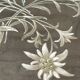 Painting old flowers Stauffacher cabinet of curiosity