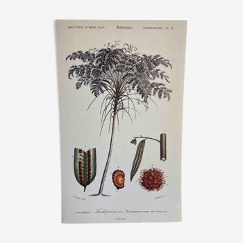 Planche botanique Fougère arborescente