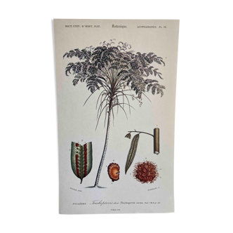 Botanical board Tree fern