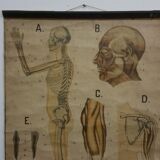 Anatomical chart