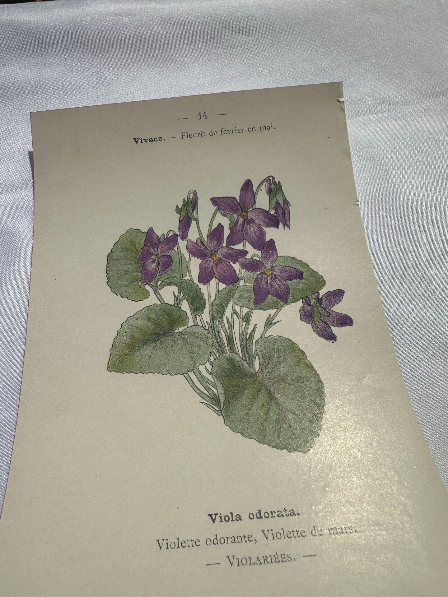 🌿 Botanical Plate Old Naturalist Engraving 19th Century Double-Sided A