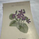 🌿 Botanical Plate Old Naturalist Engraving 19th Century Double-Sided A