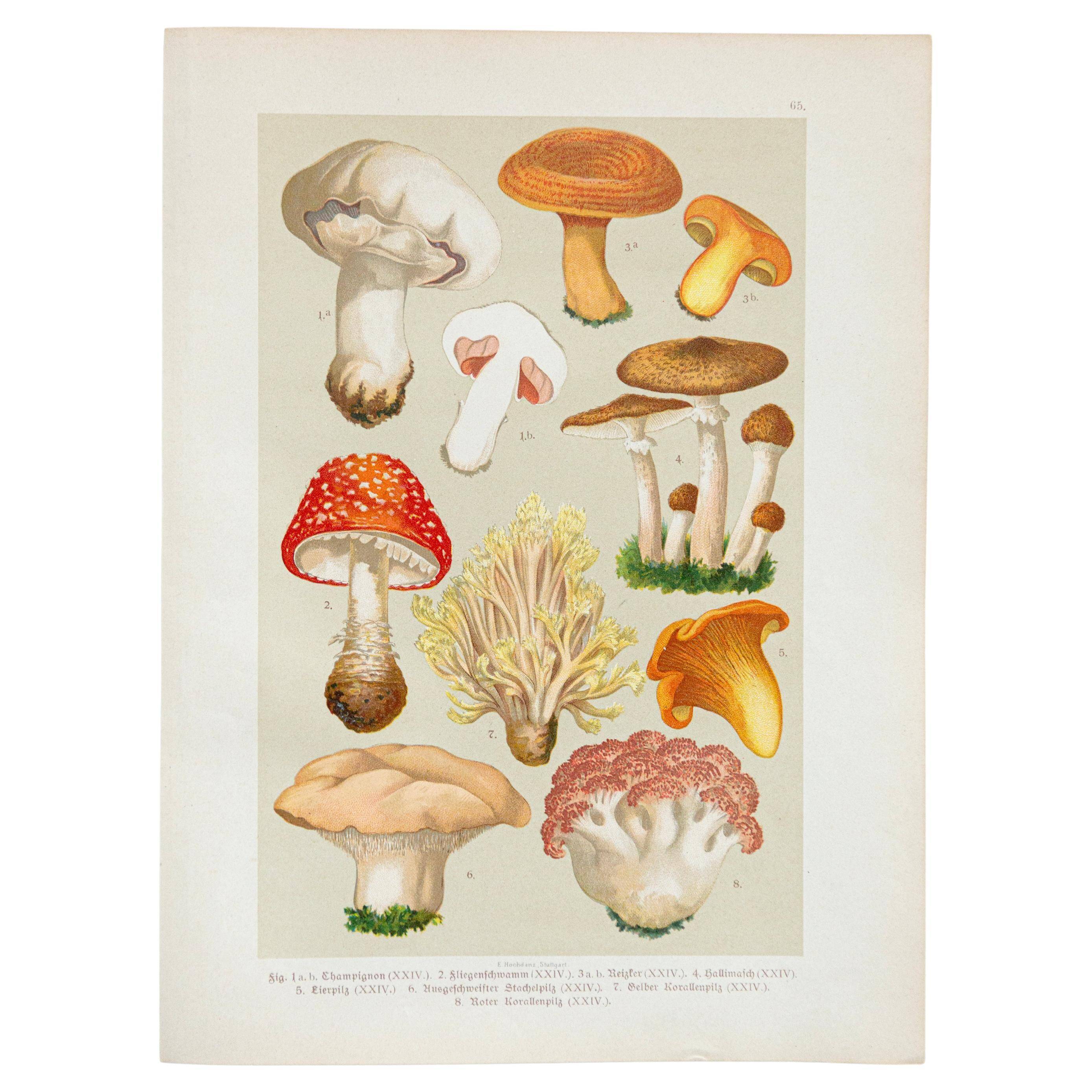 Vintage Botanical Illustration of Mushrooms, by E. Hochdanz, Stuttgart, Germany