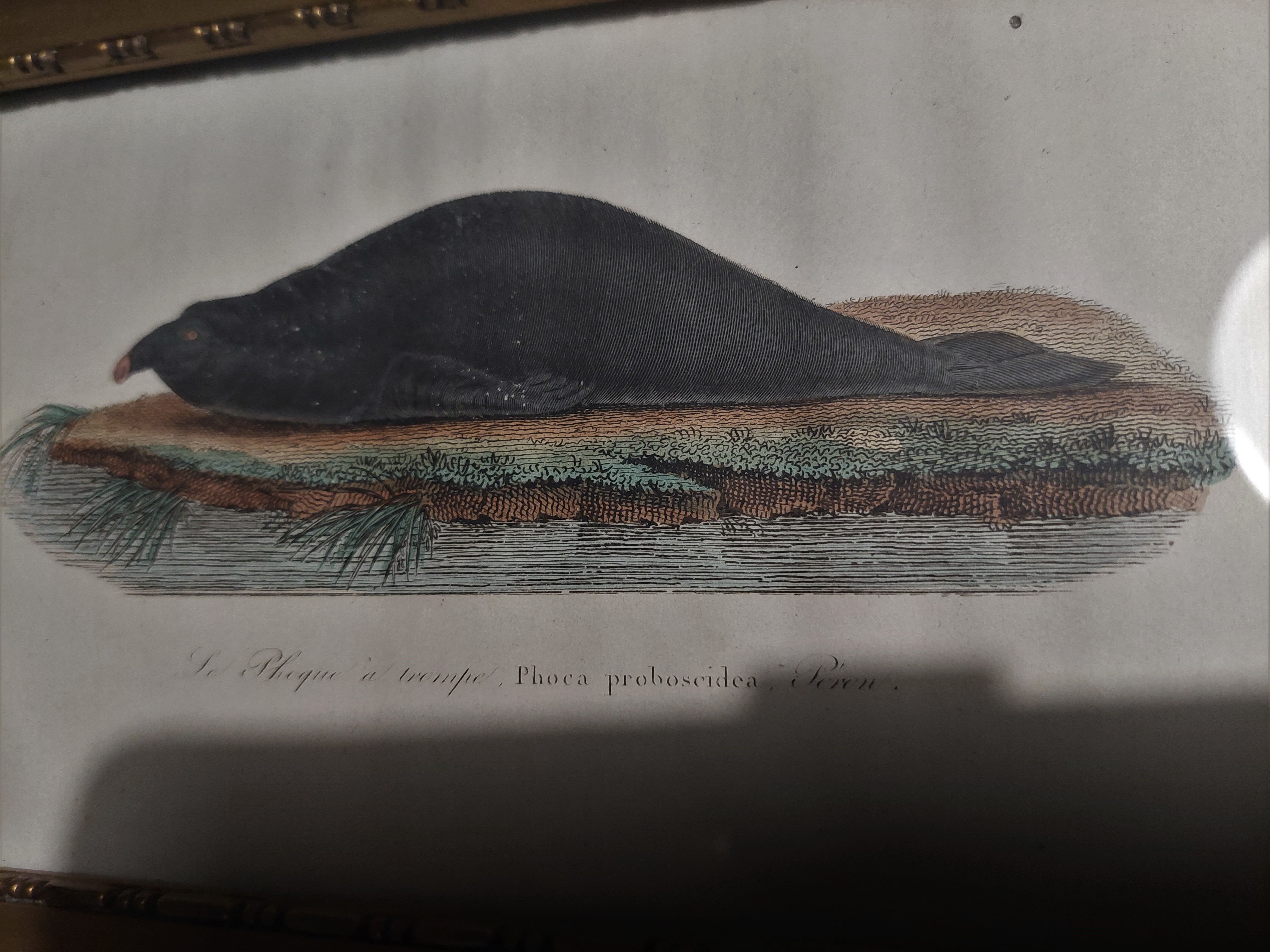 Animal engraving XIXth framed