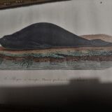 Animal engraving XIXth framed