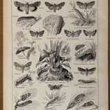 Lithograph on moths from 1921