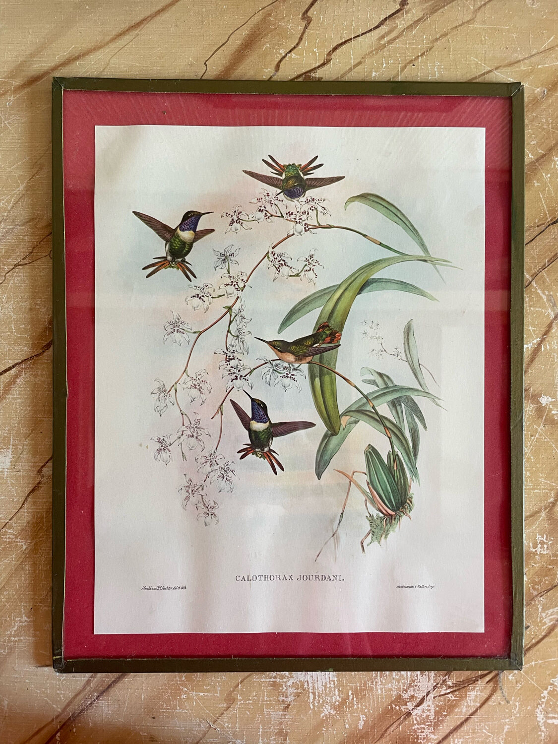 Old bird frames J. Gould and HC. Richter