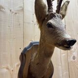 Deer head