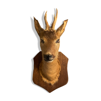 Naturalized deer head