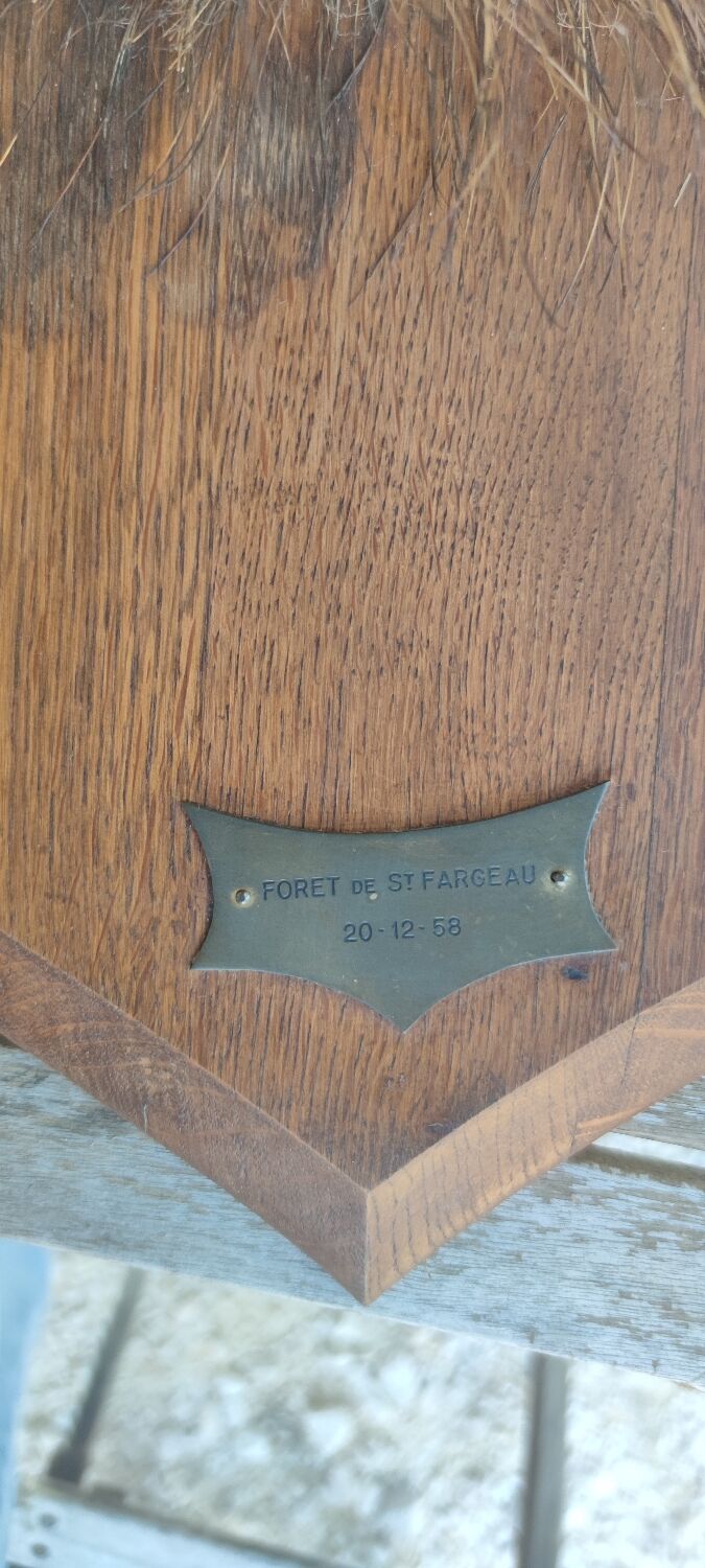 Wild boar hunting trophy