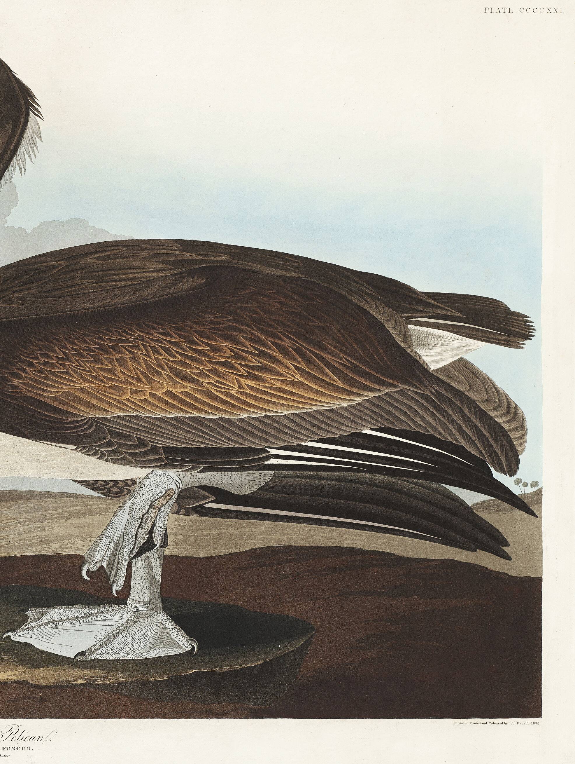 Poster about the Brown Pelican, based on an old engraving from 1827.