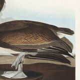 Poster about the Brown Pelican, based on an old engraving from 1827.