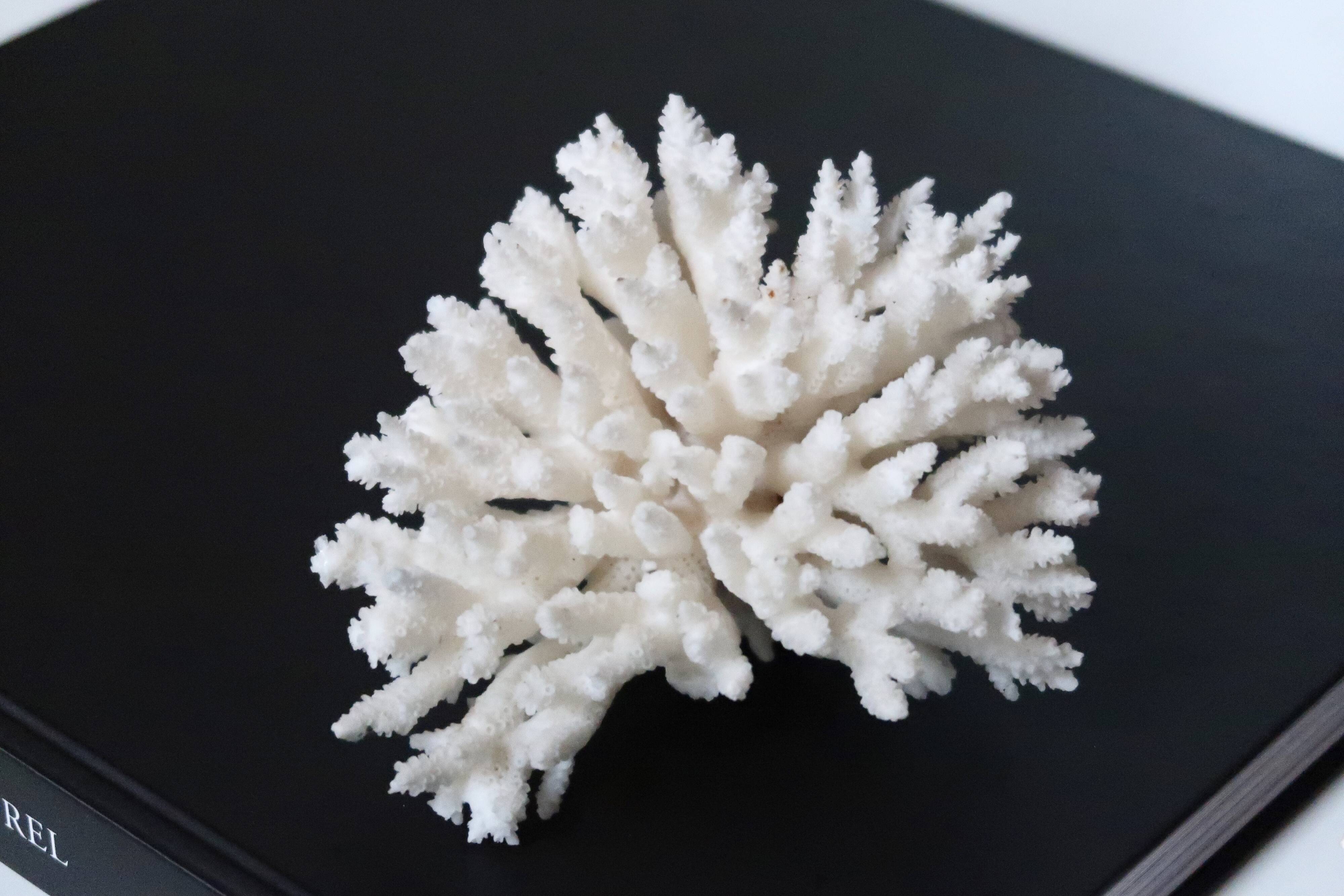 White coral, 70s
