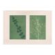Duo of paintings on paper, herbarium and botanical series signed Eawy.