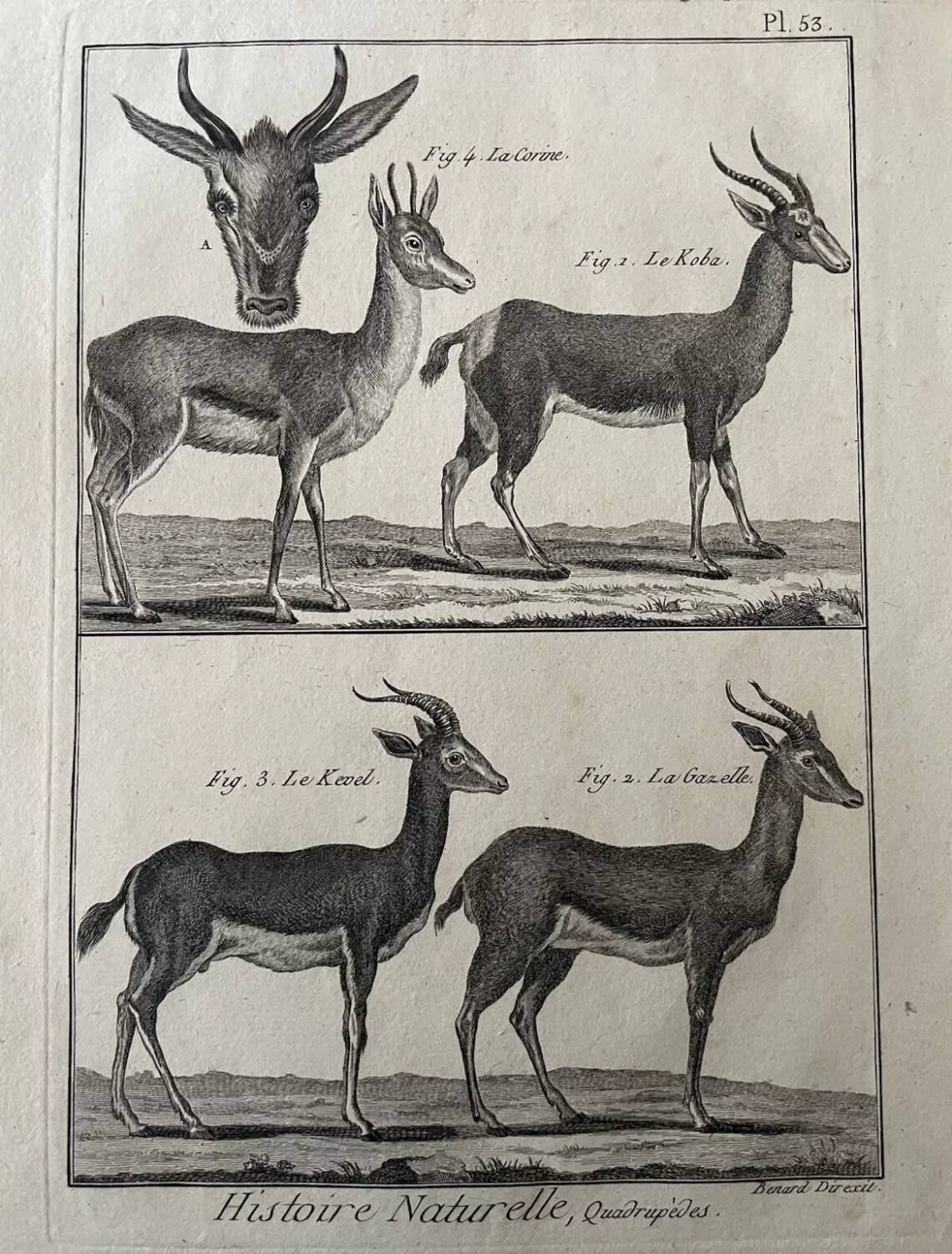 Engraving Old book 18th century Buffon, Bonnaterre, Natural history