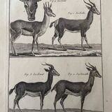 Engraving Old book 18th century Buffon, Bonnaterre, Natural history