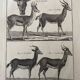 Engraving Old book 18th century Buffon, Bonnaterre, Natural history