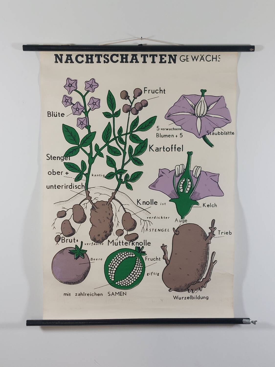 Vintage educational wall hanging roll chart biology