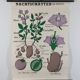 Vintage educational wall hanging roll chart biology