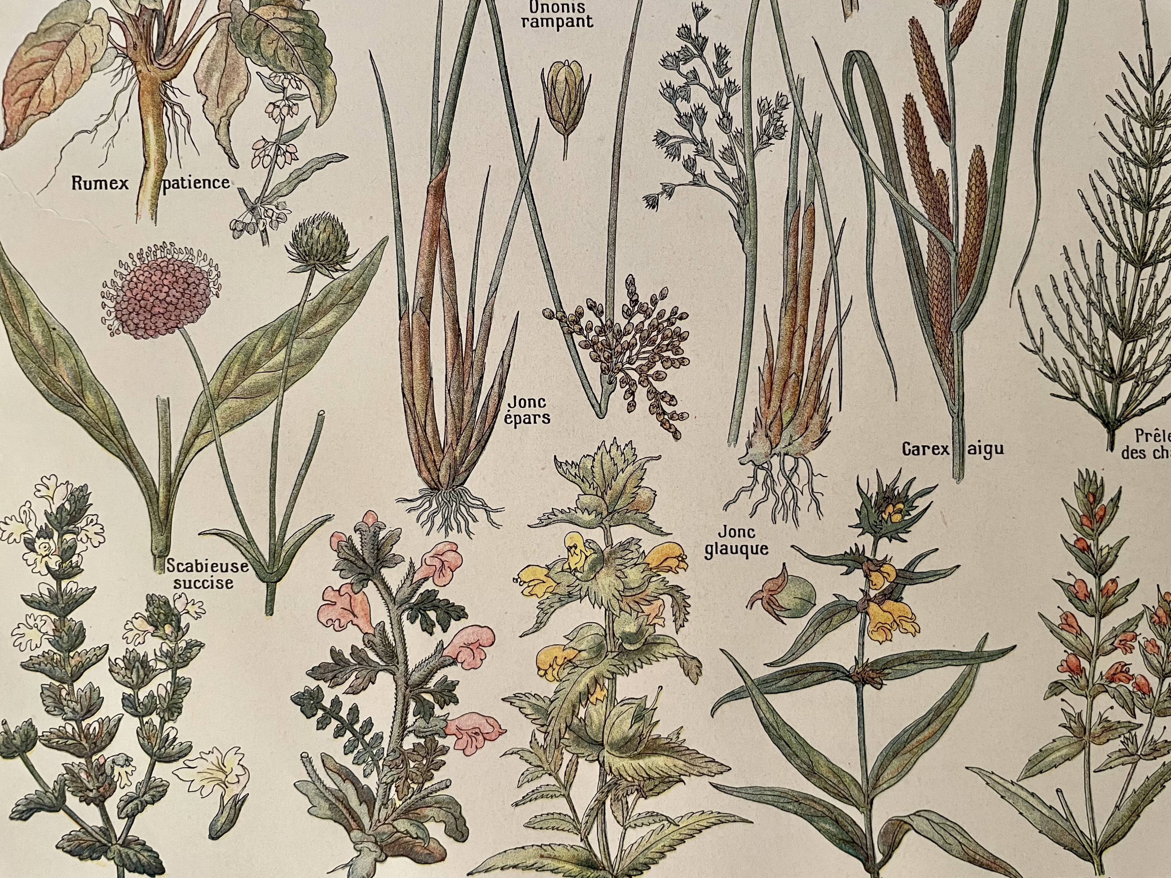 Lithographie sur les plantes de prairies XXXVI 1920