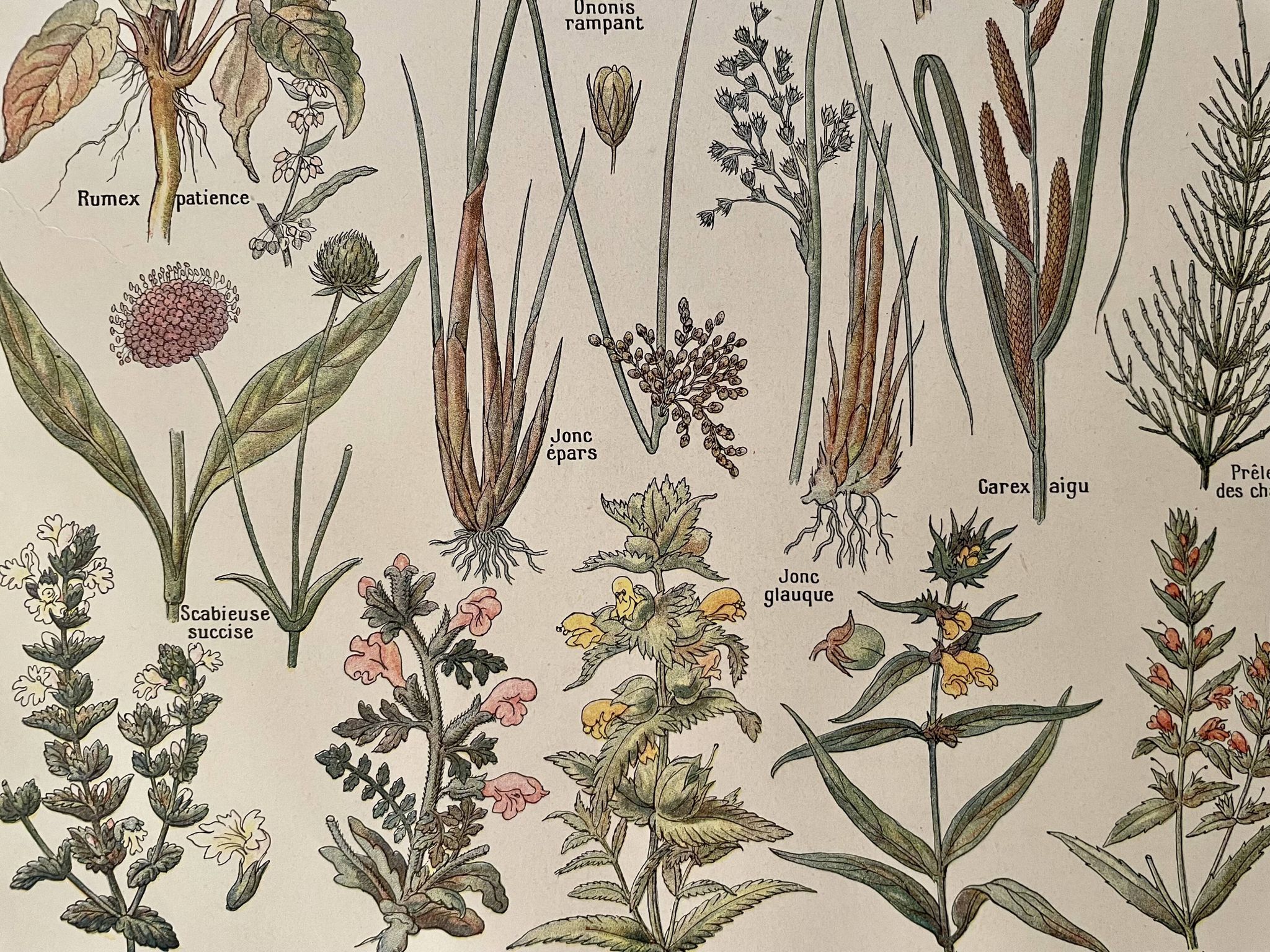 Lithographie sur les plantes de prairies XXXVI 1920
