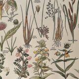 Lithograph on grassland plants (XXXVI)- 1920