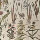 Lithograph on grassland plants (XXXVI)- 1920