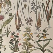 Lithographie sur les plantes de prairies XXXVI 1920