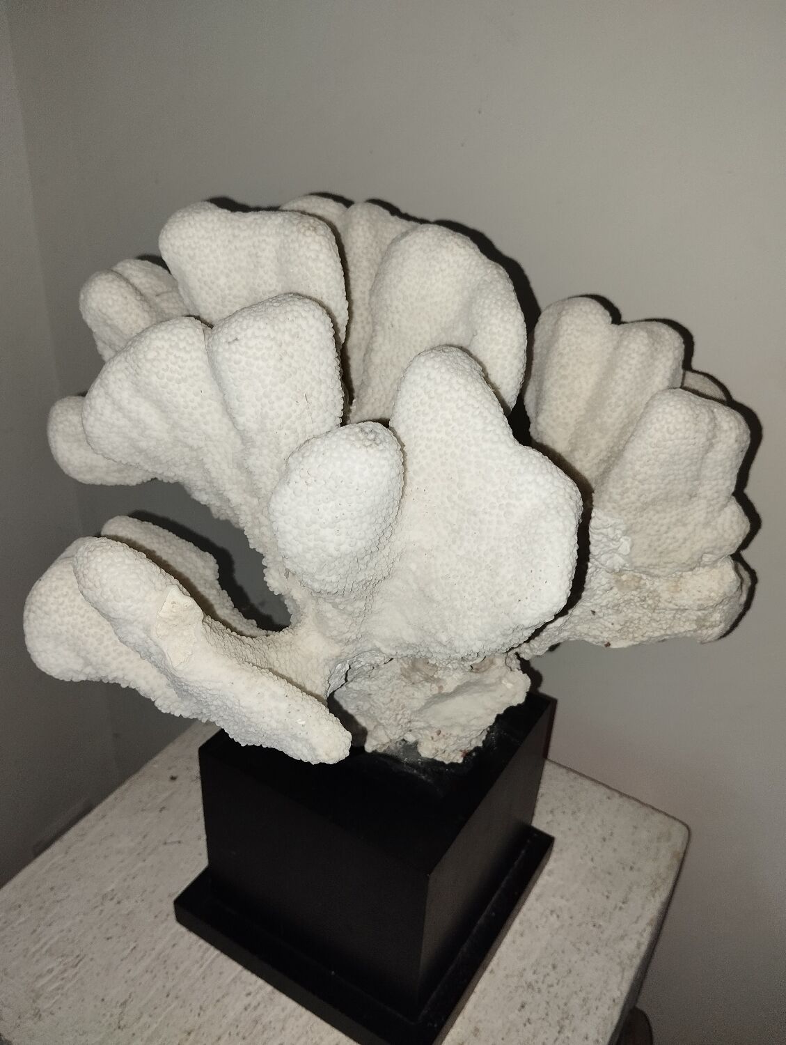 Coral on base cabinet of curiosities