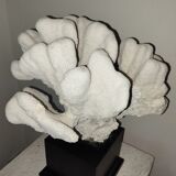 Coral on base cabinet of curiosities