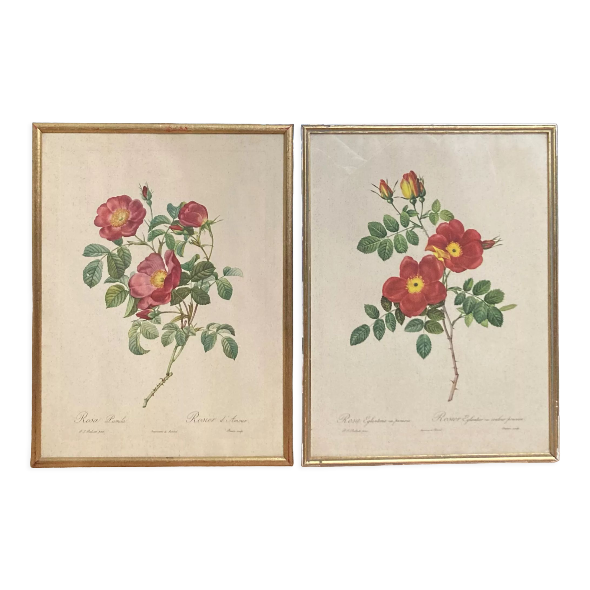 Set of two lithographs Rose Redfearé