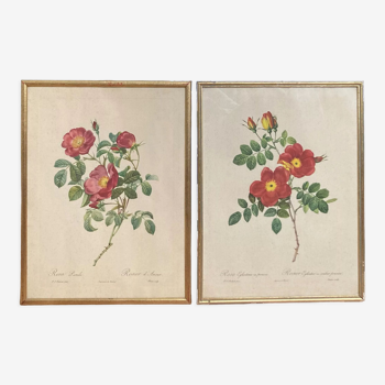 Set of two lithographs Rose Redfearé