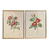 Lot de deux lithographies Rose Redouté