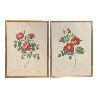 Lot de deux lithographies Rose Redouté