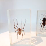 3 insectes inclusion résine