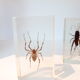 3 insectes inclusion résine