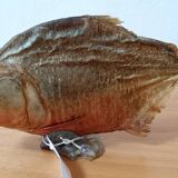 Piranha Venezuela Cabinet of Curiosities