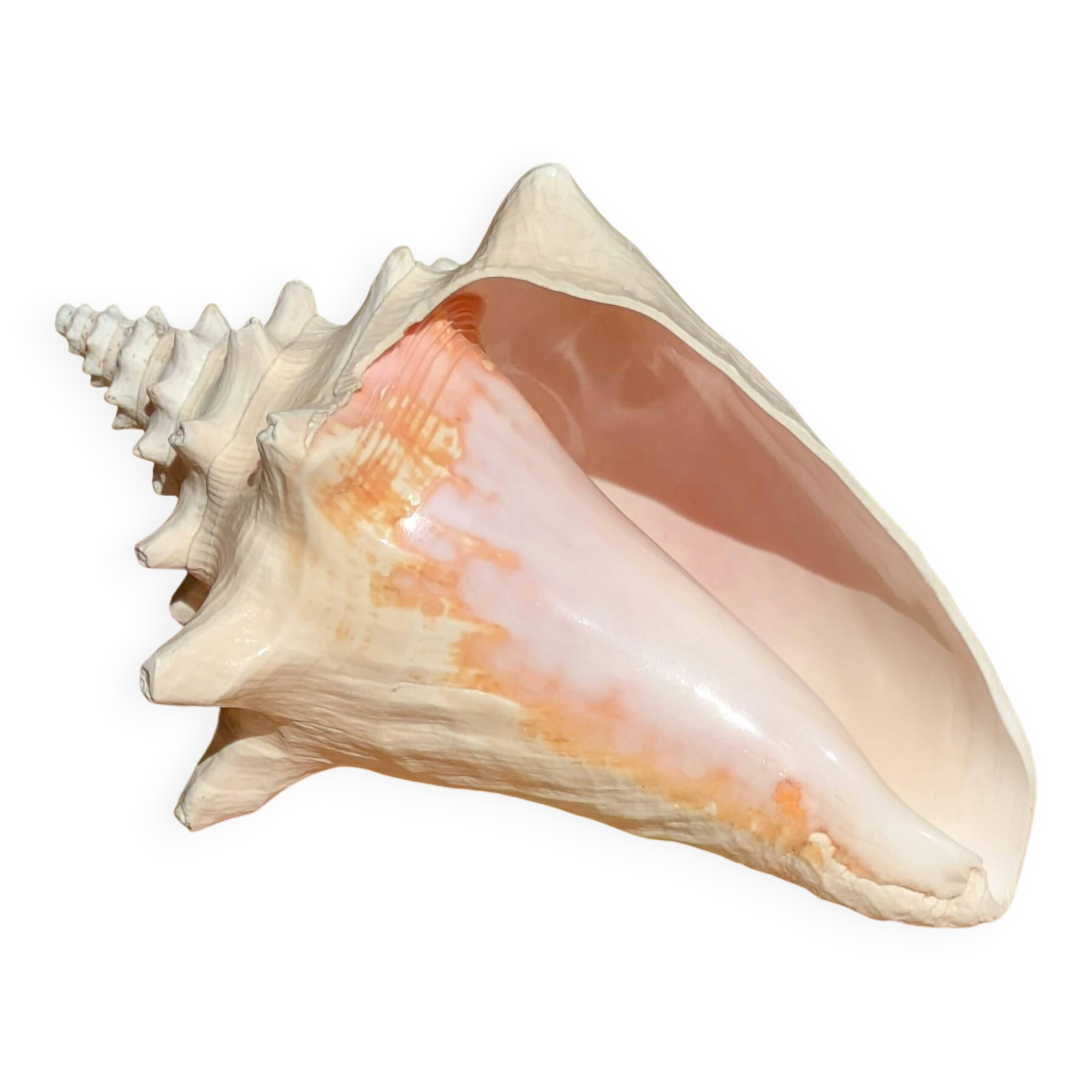 Conch Seashell - Lobatus gigas - 21 cm