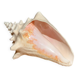 Conch Seashell - Lobatus gigas - 21 cm