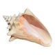 Conch Seashell - Lobatus gigas - 21 cm