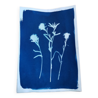 Vintage blue gaura flower cyanotype