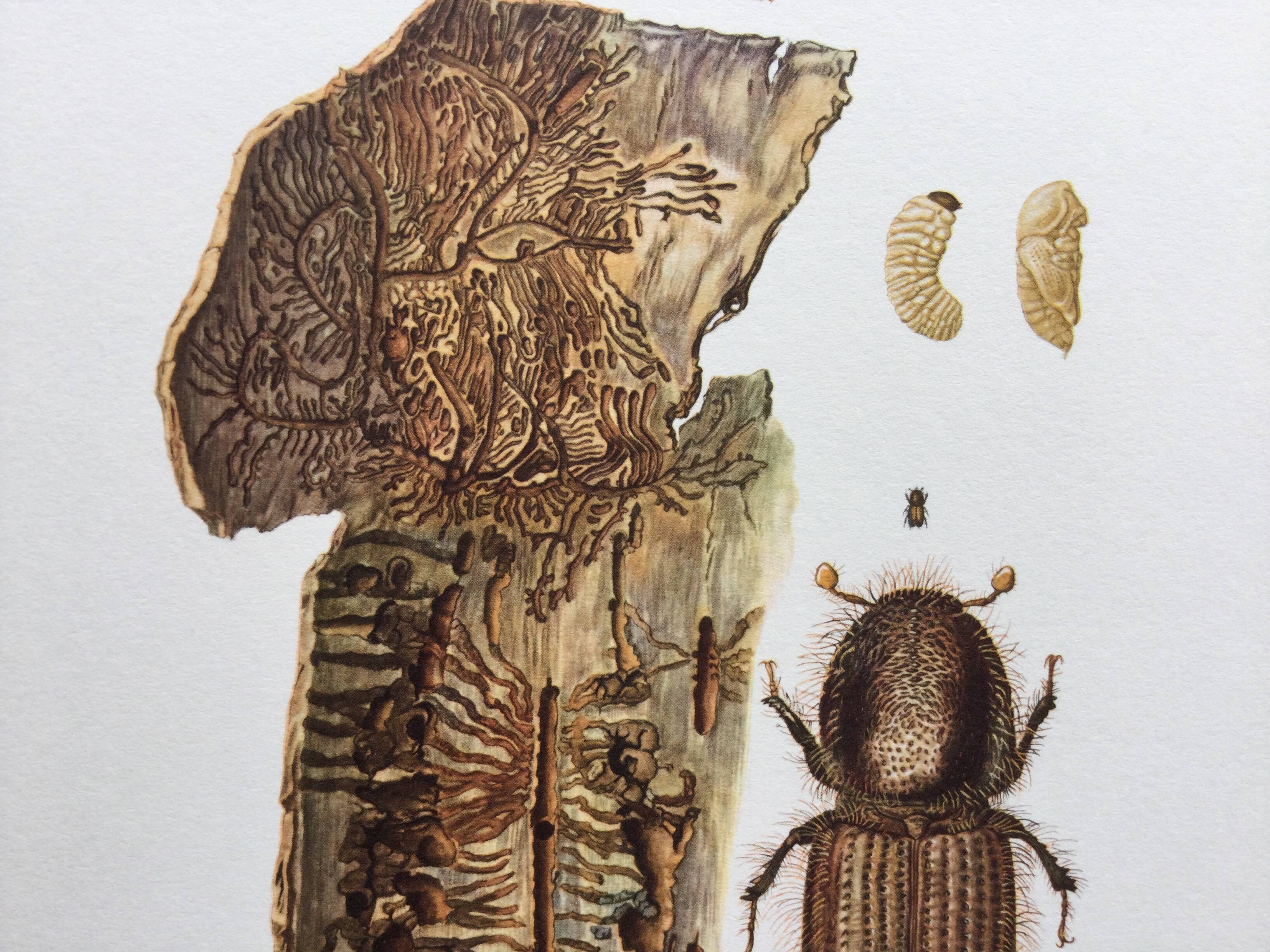 Vintage Insect Print, Old Illustration from the 60s