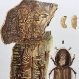 Vintage Insect Print, Old Illustration from the 60s