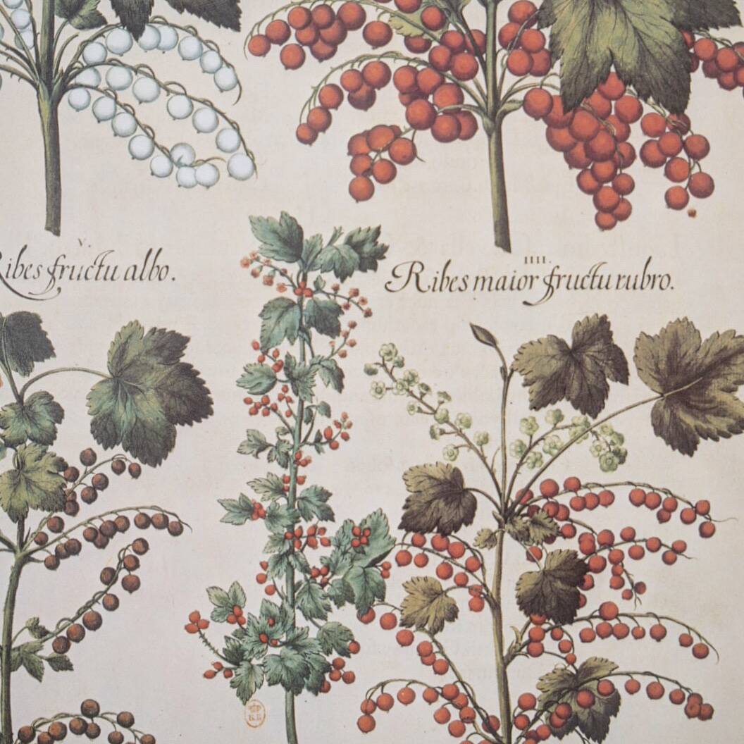Planches herbier ancien