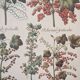 Planches herbier ancien