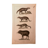Lithograph late 19th watercolor mammals.