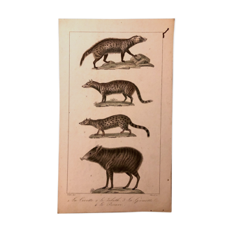 Lithograph late 19th watercolor mammals.