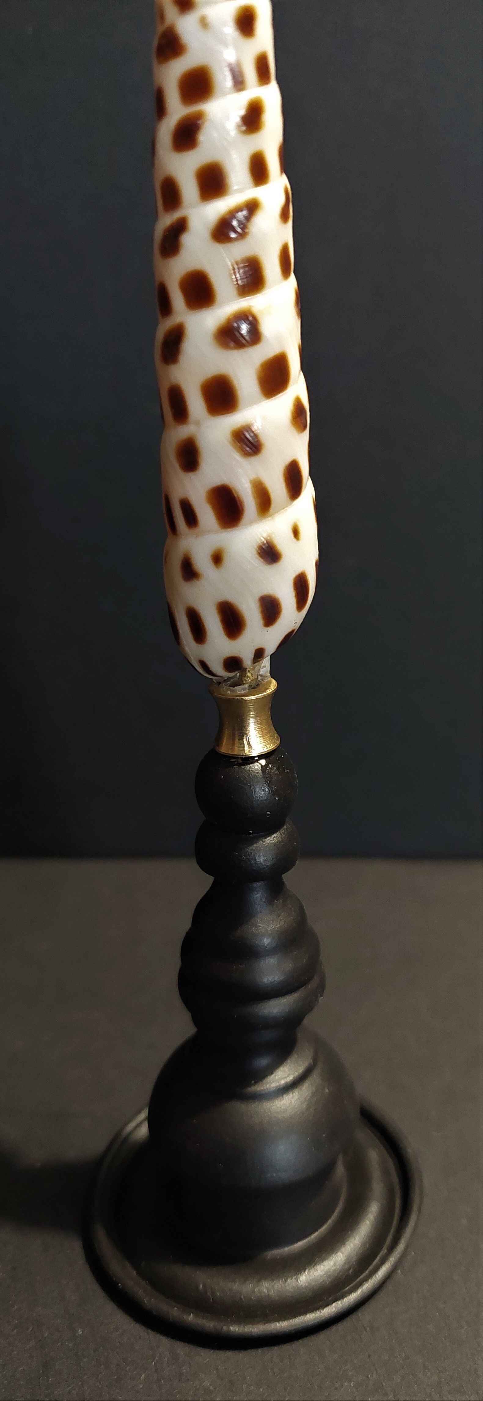 Cabinet of Curiosities shell terebra subulata on base